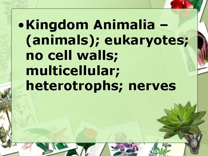 • Kingdom Animalia – (animals); eukaryotes; no cell walls; multicellular; heterotrophs; nerves • Kingdom Animalia – (animals); eukaryotes; no cell walls; multicellular; heterotrophs; nerves