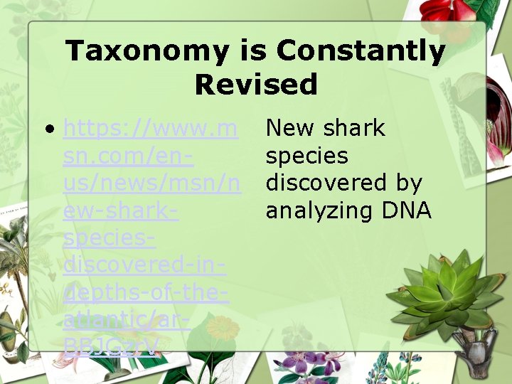 Taxonomy is Constantly Revised • https: //www. m sn. com/enus/news/msn/n ew-sharkspeciesdiscovered-indepths-of-theatlantic/ar. BBJGzr. V New