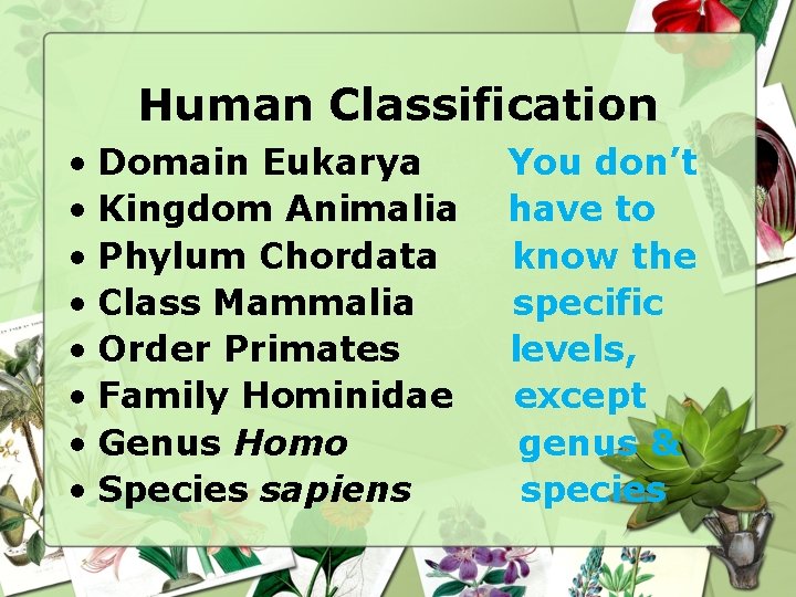 Human Classification • Domain Eukarya • Kingdom Animalia • Phylum Chordata • Class Mammalia Human Classification • Domain Eukarya • Kingdom Animalia • Phylum Chordata • Class Mammalia
