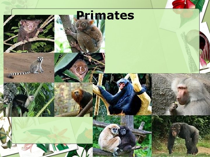 Primates 