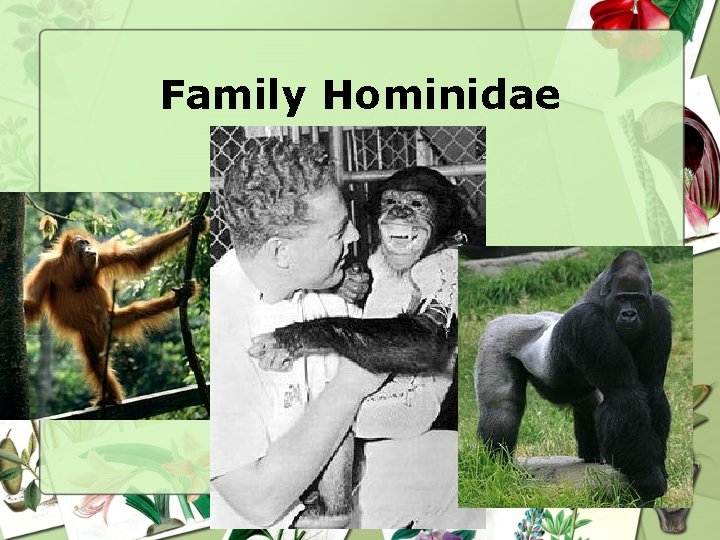 Family Hominidae Family Hominidae