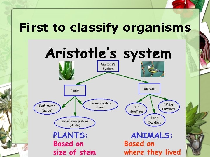 First to classify organisms 