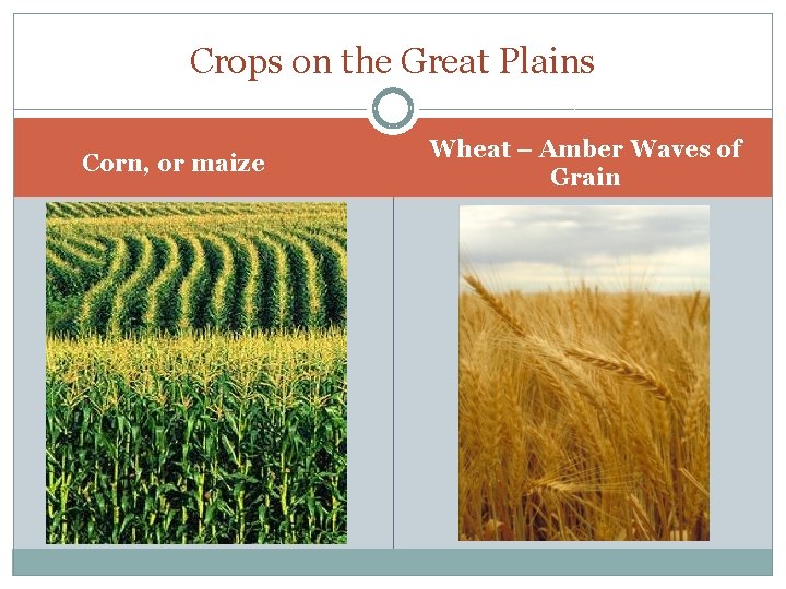 Crops on the Great Plains Corn, or maize Wheat – Amber Waves of Grain Crops on the Great Plains Corn, or maize Wheat – Amber Waves of Grain