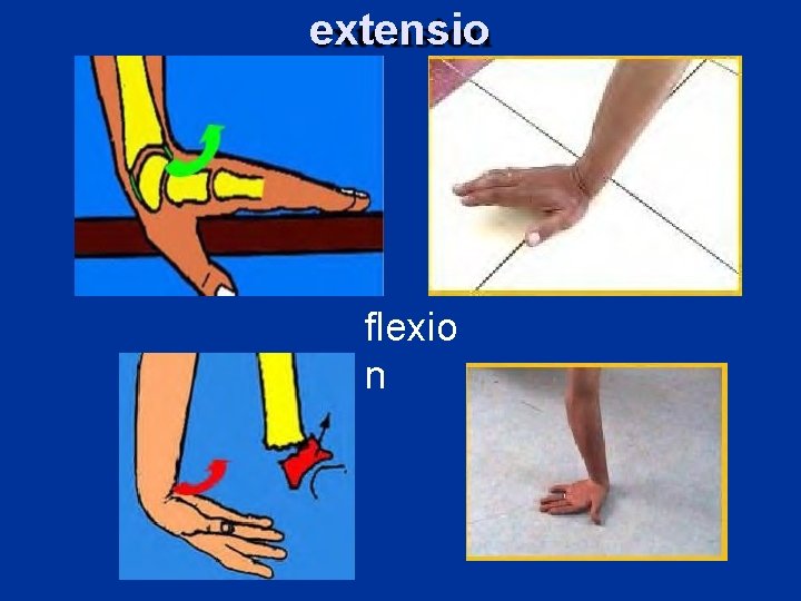 extensio n flexio n 