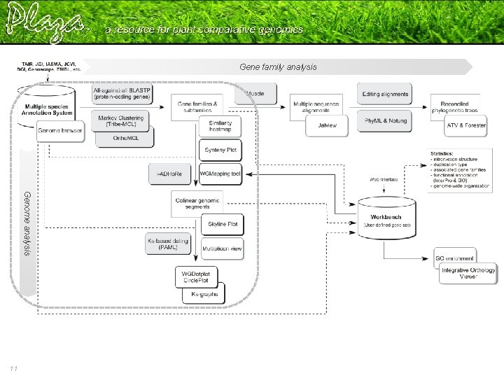 Gene family analysis Genome analysis 11 