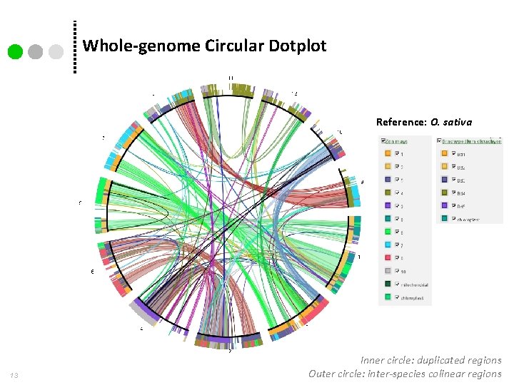 Whole-genome Circular Dotplot Reference: O. sativa 13 Inner circle: duplicated regions Outer circle: inter-species