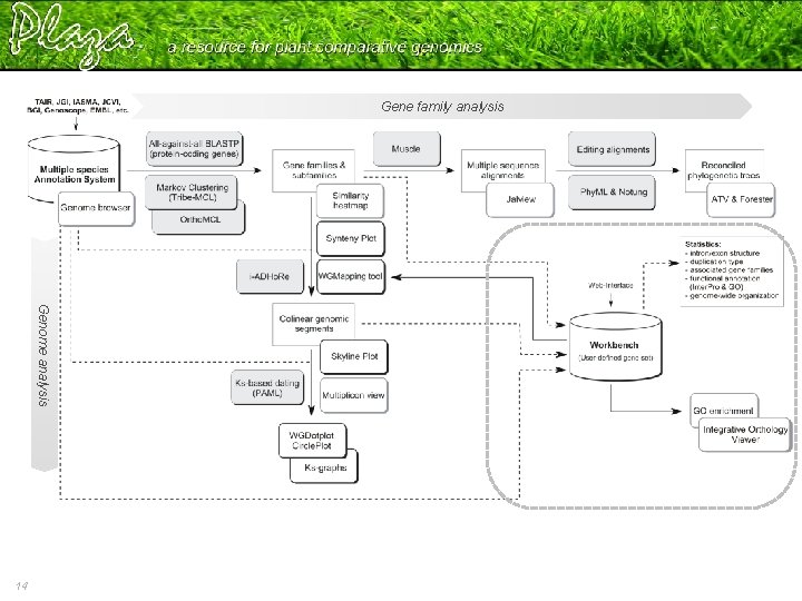 Gene family analysis Genome analysis 14 