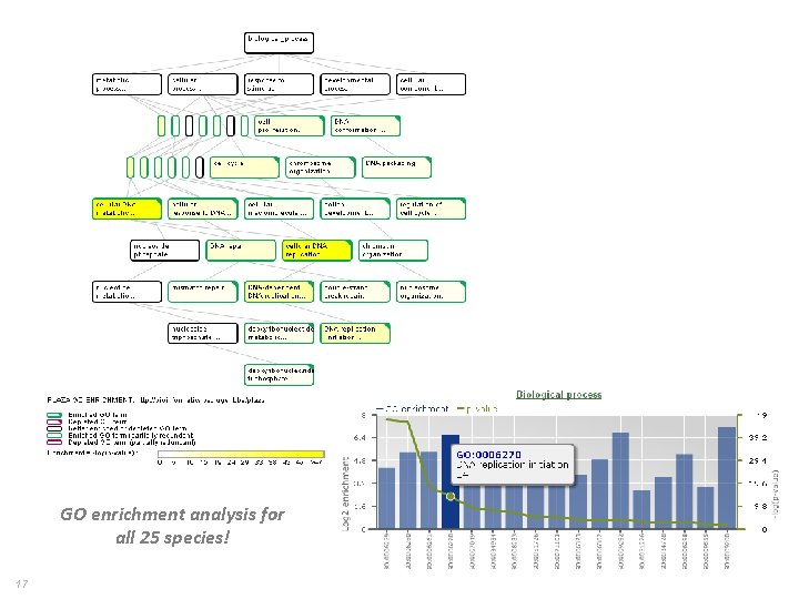 GO enrichment analysis for all 25 species! 17 