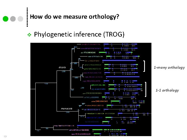 How do we measure orthology? v Phylogenetic inference (TROG) dicots 1 -many orthology 1