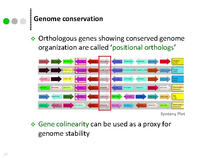 Genome conservation v Orthologous genes showing conserved genome organization are called ‘positional orthologs’ Synteny