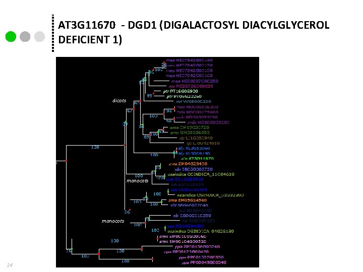 AT 3 G 11670 - DGD 1 (DIGALACTOSYL DIACYLGLYCEROL DEFICIENT 1) dicots monocots 24