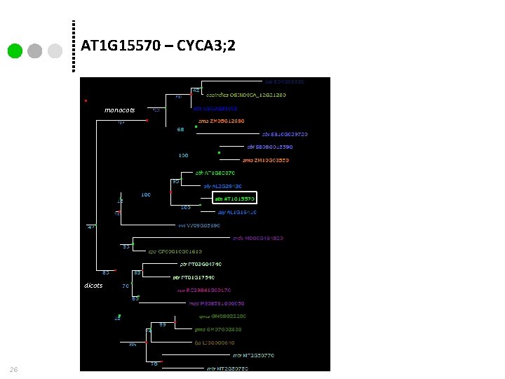 AT 1 G 15570 – CYCA 3; 2 monocots dicots 26 