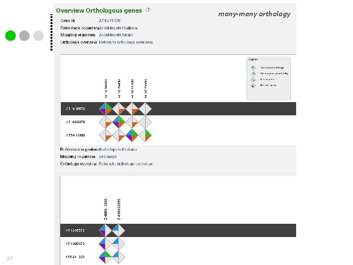 many-many orthology 27 