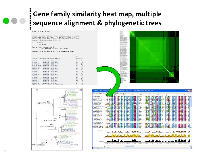 Gene family similarity heat map, multiple sequence alignment & phylogenetic trees 9 