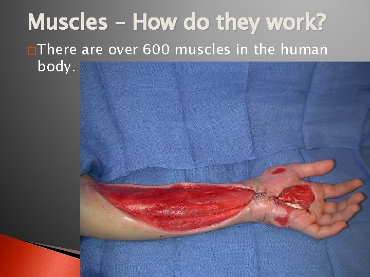 Muscles – How do they work? � There body. are over 600 muscles in