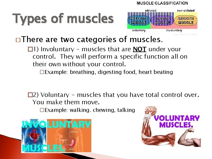 Types of muscles � There are two categories of muscles. � 1) Involuntary -