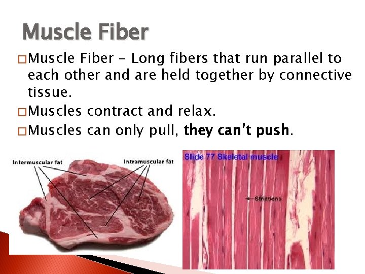 Muscle Fiber � Muscle Fiber - Long fibers that run parallel to each other