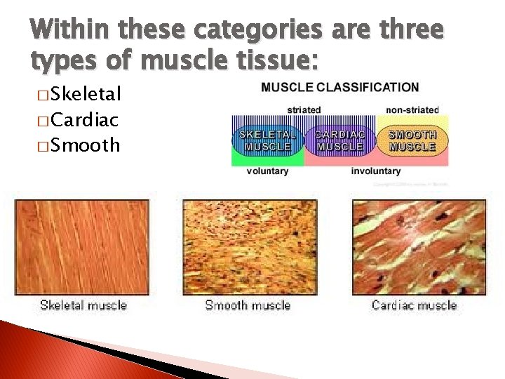 Within these categories are three types of muscle tissue: � Skeletal � Cardiac �