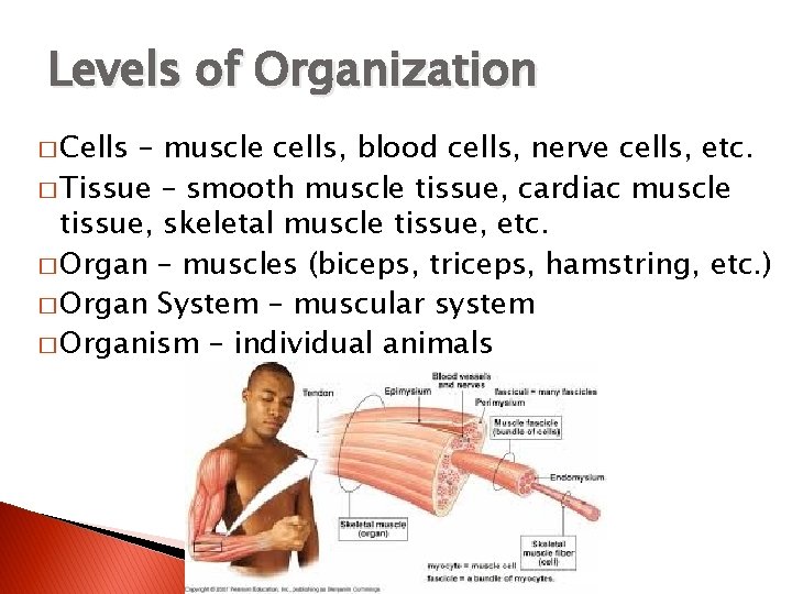Levels of Organization � Cells – muscle cells, blood cells, nerve cells, etc. �