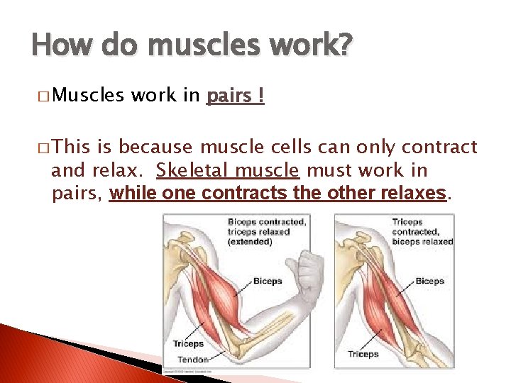 How do muscles work? � Muscles � This work in pairs ! is because