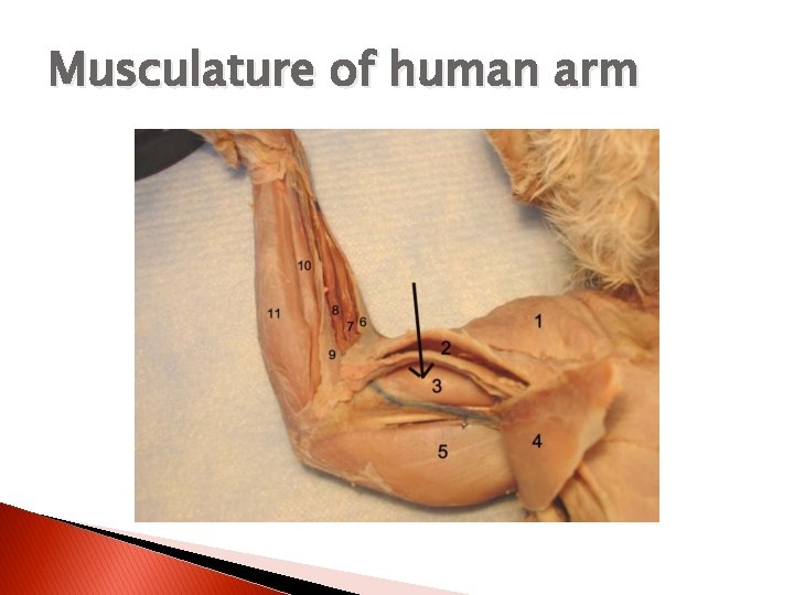 Musculature of human arm 
