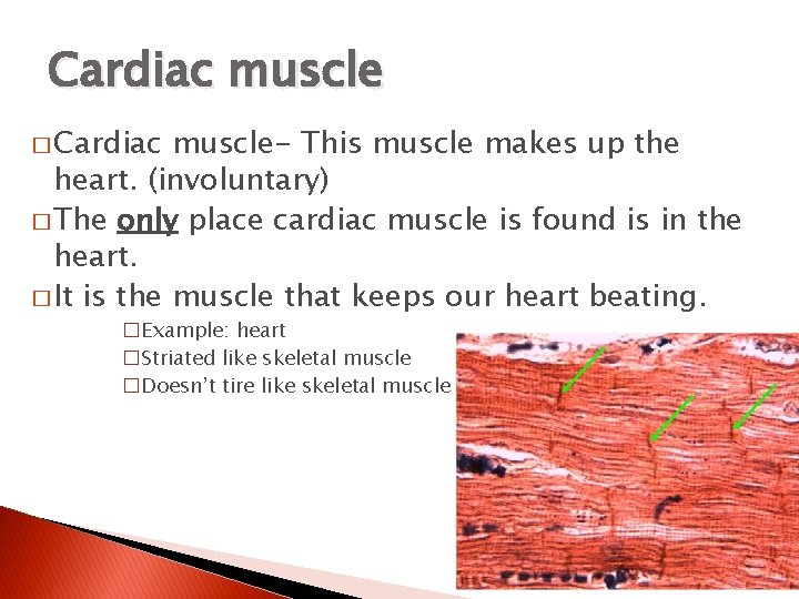 Cardiac muscle � Cardiac muscle- This muscle makes up the heart. (involuntary) � The