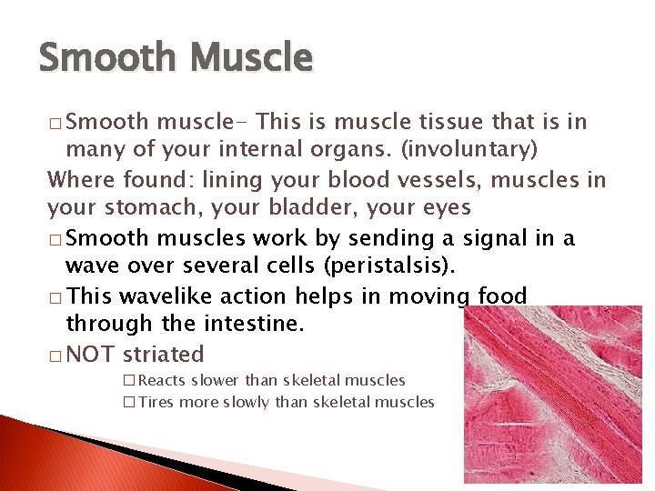 Smooth Muscle � Smooth muscle- This is muscle tissue that is in many of