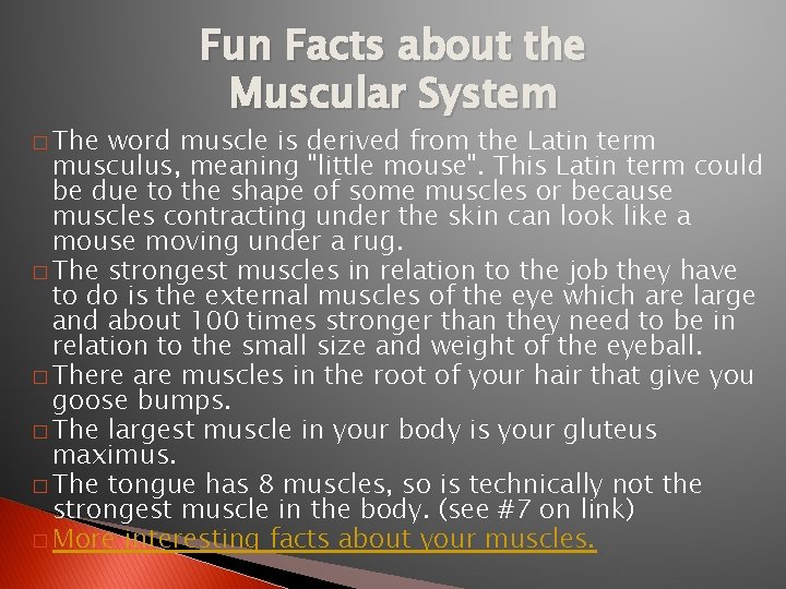 � The Fun Facts about the Muscular System word muscle is derived from the