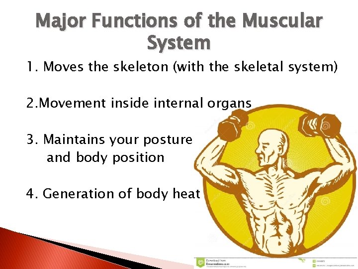 Major Functions of the Muscular System 1. Moves the skeleton (with the skeletal system)