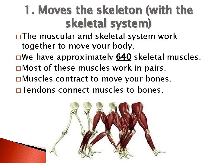 1. Moves the skeleton (with the skeletal system) � The muscular and skeletal system