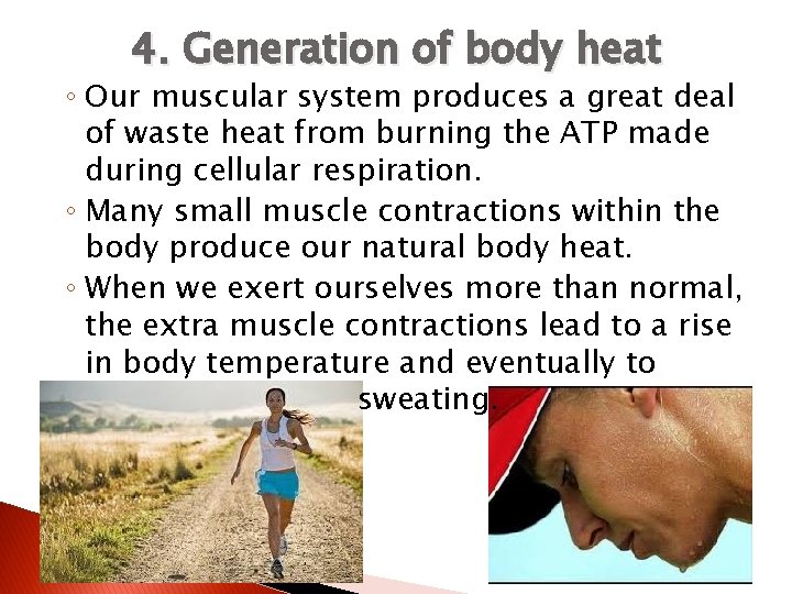 4. Generation of body heat ◦ Our muscular system produces a great deal of