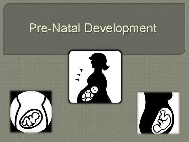 Pre-Natal Development 