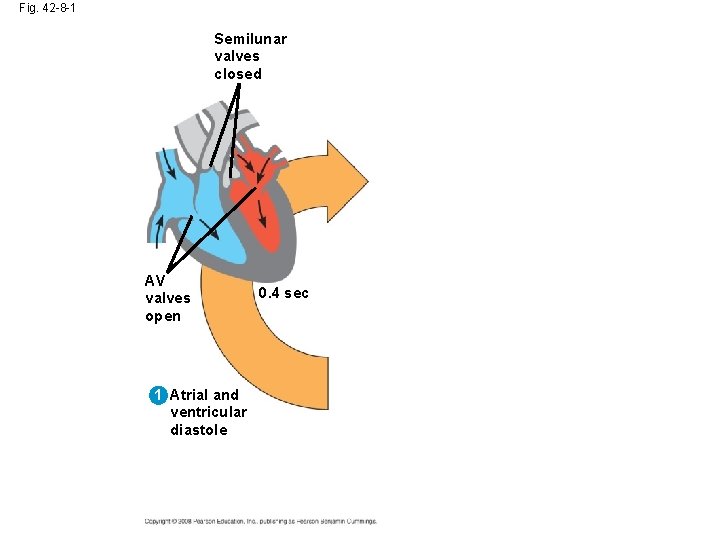 Fig. 42 -8 -1 Semilunar valves closed AV valves open 1 Atrial and ventricular