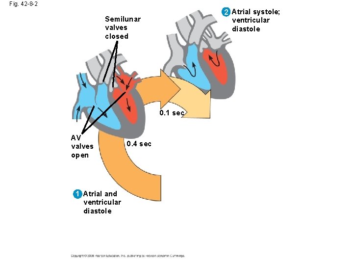 Fig. 42 -8 -2 2 Atrial systole; ventricular diastole Semilunar valves closed 0. 1