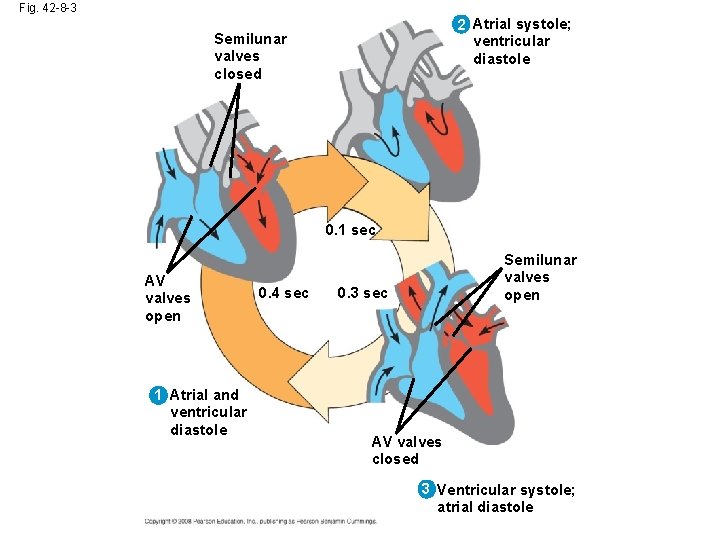 Fig. 42 -8 -3 2 Atrial systole; ventricular diastole Semilunar valves closed 0. 1