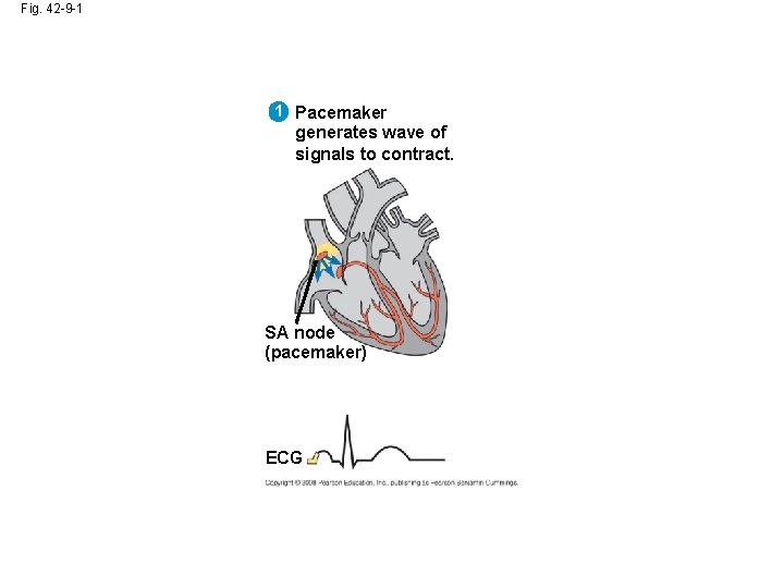 Fig. 42 -9 -1 1 Pacemaker generates wave of signals to contract. SA node