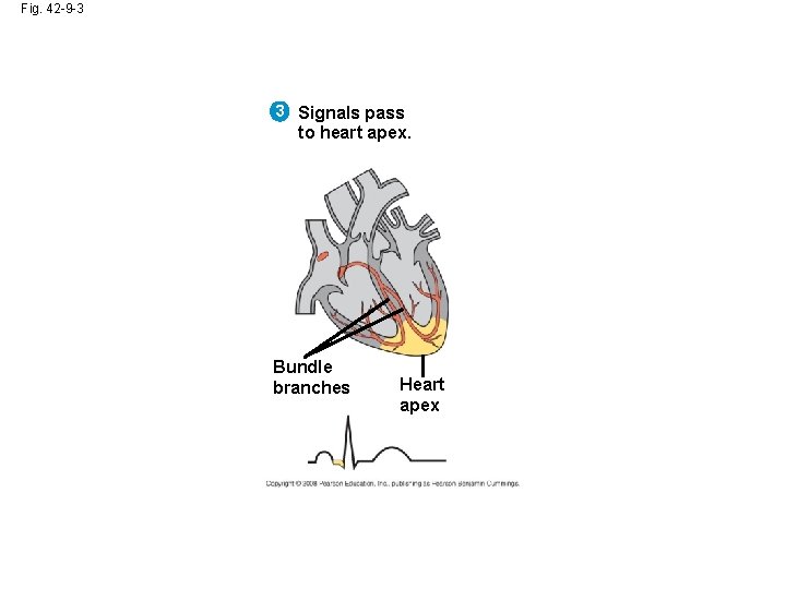 Fig. 42 -9 -3 3 Signals pass to heart apex. Bundle branches Heart apex