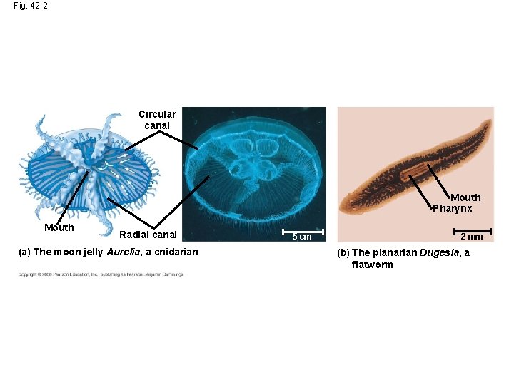 Fig. 42 -2 Circular canal Mouth Pharynx Mouth Radial canal (a) The moon jelly