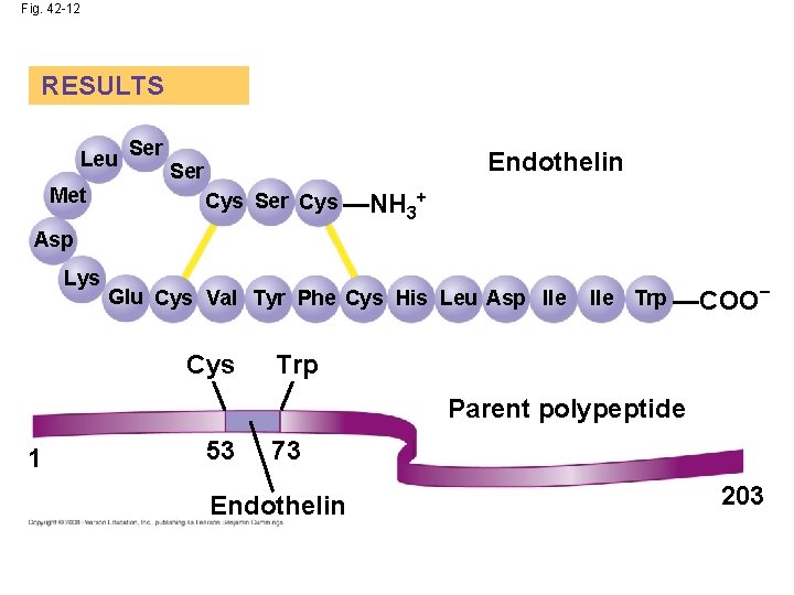 Fig. 42 -12 RESULTS Leu Met Ser Endothelin Ser Cys —NH + 3 Asp