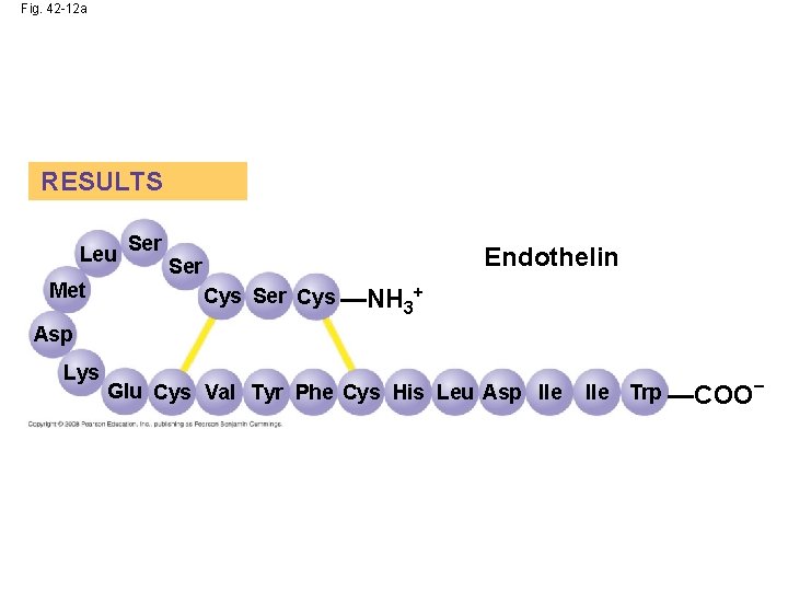 Fig. 42 -12 a RESULTS Leu Met Ser Endothelin Ser Cys —NH + 3