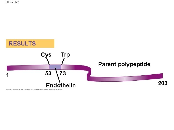 Fig. 42 -12 b RESULTS Cys Trp Parent polypeptide 1 53 73 Endothelin 203