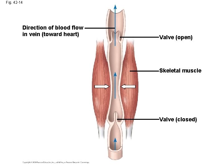 Fig. 42 -14 Direction of blood flow in vein (toward heart) Valve (open) Skeletal