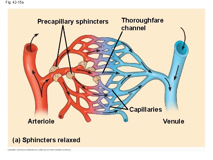 Fig. 42 -15 a Precapillary sphincters Thoroughfare channel Capillaries Arteriole (a) Sphincters relaxed Venule