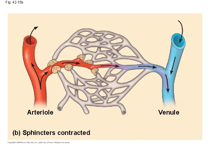 Fig. 42 -15 b Arteriole (b) Sphincters contracted Venule 