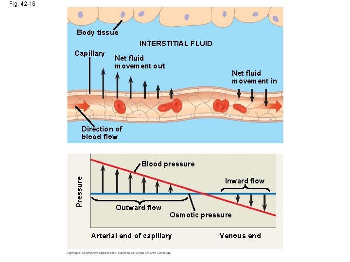 Fig. 42 -16 Body tissue INTERSTITIAL FLUID Capillary Net fluid movement out Net fluid