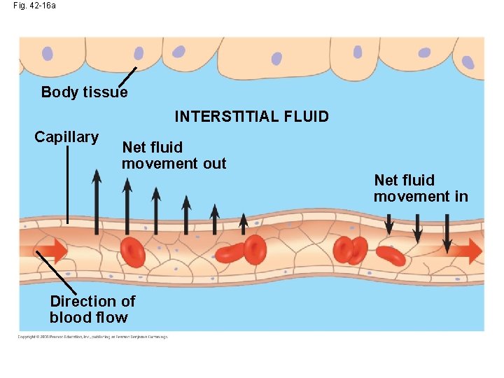 Fig. 42 -16 a Body tissue INTERSTITIAL FLUID Capillary Net fluid movement out Direction