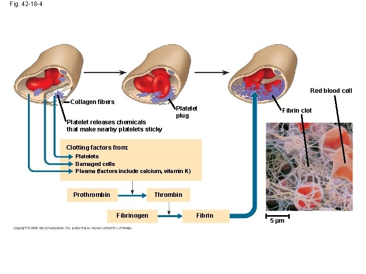 Fig. 42 -18 -4 Red blood cell Collagen fibers Platelet releases chemicals that make