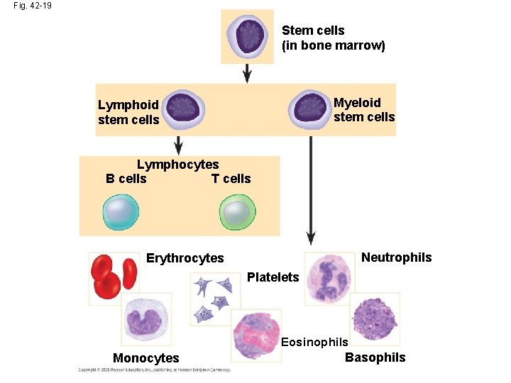 Fig. 42 -19 Stem cells (in bone marrow) Myeloid stem cells Lymphocytes B cells
