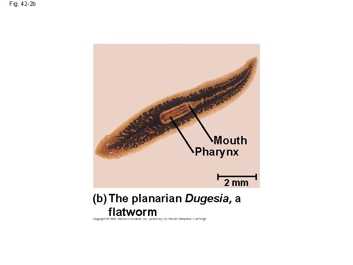 Fig. 42 -2 b Mouth Pharynx 2 mm (b) The planarian Dugesia, a flatworm