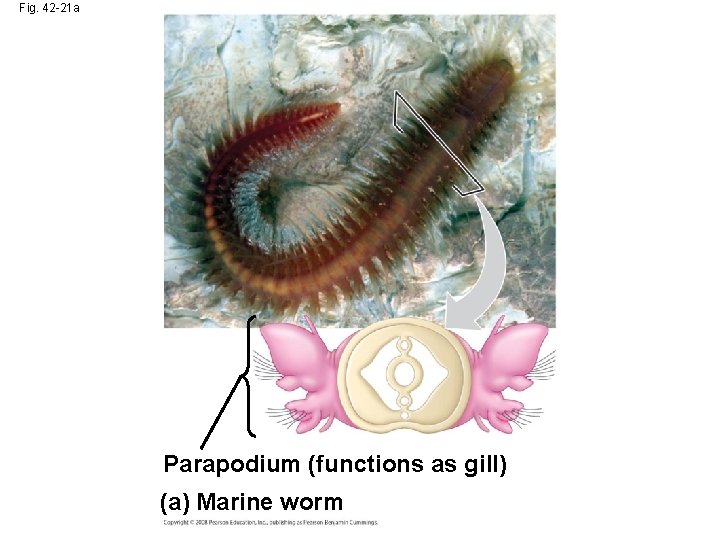 Fig. 42 -21 a Parapodium (functions as gill) (a) Marine worm 